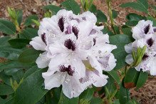 Różanecznik Calsap Rhododendron