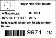 Różanecznik Shamrock Rhododendron Keiskei