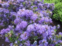 Różanecznik czerwieniejący Lauretta Rhododendron russatum