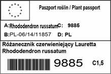 Różanecznik czerwieniejący Lauretta Rhododendron russatum