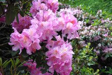 Różanecznik dahurski Regal Rhododendron dauricum