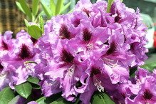 Różanecznik wielkokwiatowy Rasputin Rhododendron hybridum