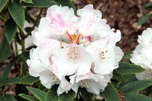 Różanecznik williamsa Gartendirektor Rieger Rhododendron williamsianum