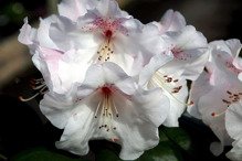 Różanecznik williamsa Gartendirektor Rieger Rhododendron williamsianum