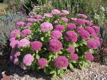 Rozchodnik karpacki Autumn Joy Sedum telephium