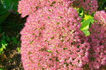 Rozchodnik kaukaski Variegatum Sedum spurium