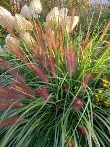 Rozplenica japońska Red Head Pennisetum alopecuroides