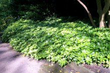 Runianka japońska Green Carpet Pachysandra terminalis