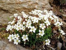 Skalnica Arendsa Schneeteppich Saxifraga arendsii