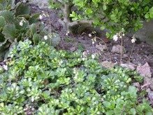 Skalnica cieniolubna Variegata Saxifraga urbium