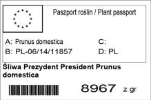 Śliwa Prezydent President Prunus domestica