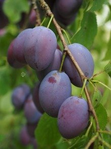 Śliwa Węgierka Wczesna Prunus domestica