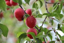 Śliwa brzoskwiniowa Jerozolimka Prunus domestica