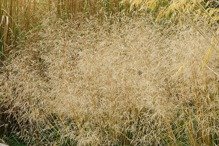 Śmiałek darniowy Goldtau Deschampsia cespitosa