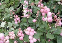 Śnieguliczka Doorenbosa Mother of Pearl Symphoricarpos doorenbosii