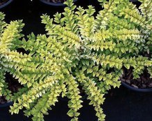 Suchodrzew mirolistny Golden Glow PBR Lonicera nitida