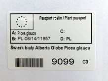 Świerk biały Alberta Globe Picea glauca