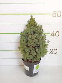 Świerk biały Sander's Blue Picea glauca