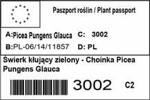 Świerk kłujący Glauca zielony Picea pungens 