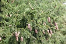 Świerk pospolity Acrocona Picea abies