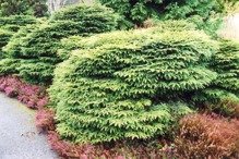 Świerk pospolity Nidiformis Picea abies