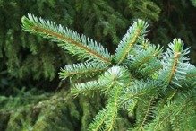 Świerk serbski Picea omorika