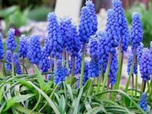 Szafirek armeński Muscari armeniacum