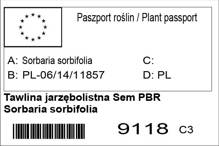 Tawlina jarzębolistna Sem PBR Sorbaria sorbifolia