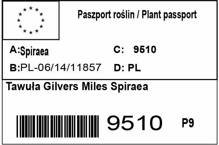 Tawuła Gilvers Miles Spiraea