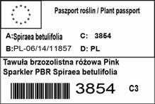 Tawuła brzozolistna różowa Pink Sparkler PBR Spiraea betulifolia