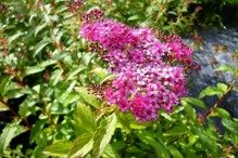 Tawuła japońska Dart's Red Spiraea japonica