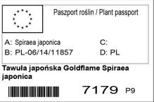 Tawuła japońska Goldflame Spiraea japonica