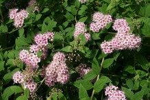 Tawuła japońska Little Princess Spiraea japonica