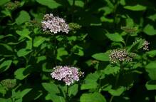 Tawuła japońska Little Princess Spiraea japonica