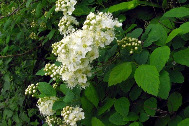 Tawuła ożankolistna Spiraea chamaedryfolia