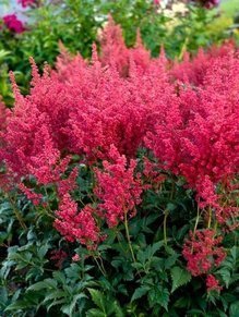 Tawułka Fanal Astilbe