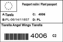 Tiarella Angel Wings Tiarella