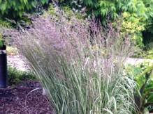 Trzcinnik ostrokwiatowy Overdam Calamagrostis acutiflora