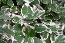 Trzmielina Fortune'a Emerald Gaiety Euonymus fortunei