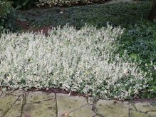 Trzmielina Fortune'a Harlequin Euonymus fortunei