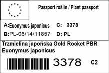 Trzmielina japońska Gold Rocket PBR Euonymus japonicus