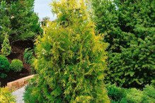 Tuja Golden Brabant Thuja occidentalis 