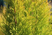 Tuja Janed Gold PBR żywotnik zachodni Thuja occidentalis Szmaragd Gold