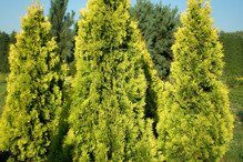 Tuja Janed Gold PBR żywotnik zachodni Thuja occidentalis Szmaragd Gold