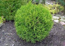 Tuja Little Champion Thuja occidentalis