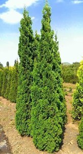 Tuja Spiralis Thuja occidentalis