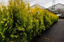 Tuja Yellow Ribbon Thuja occidentalis