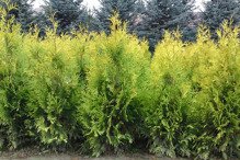 Tuja Yellow Ribbon Thuja occidentalis