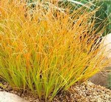 Turzyca ceglasta Prairie Fire Carex testacea