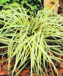 Turzyca oszimska Evergold Carex oshimensis